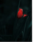 Plakat - Elegant Red Tulip - by Panaana