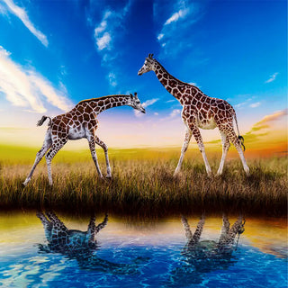 Tapet - Giraffer med vandet