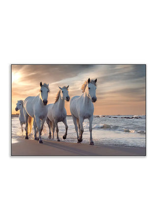 Plakat - Hvide heste