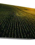 Akustik - Corn Fields 02