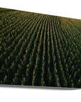 Akustik - Corn Fields 03