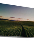 Akustik - Corn Fields 04