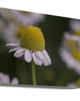 Akustik - Summer Flowers 7