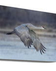 Canvas - A Sandy Hill Crane in Flight - Admen.dk