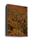 Akustik - Autumn Forest 03 - Admen.dk