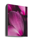 Akustik - Pink Flowers 02