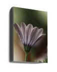 Akustik - Purple Flowers 16