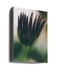 Akustik - Purple Flowers 03
