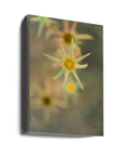 Akustik - Summer Flowers 3