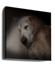Canvas - Sleeping Golden