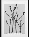 Plakat - Cornus Florida - Admen.dk