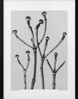 Plakat - Cornus Florida - Admen.dk