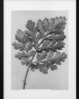 Plakat - Chrysanthemum parthenium - Admen.dk