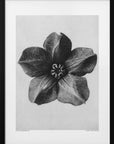Plakat - Cobaea Scandens - Admen.dk