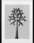 Plakat - Eryngium Bourgatii - Admen.dk