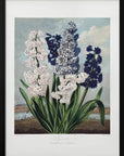 Plakat - Hyacinths from The Temple of Flora (1807) - Admen.dk