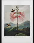 Plakat - Large–Flowering Sensitive Plant from The Temple of Flora (1807) - Admen.dk