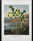 Plakat - Pitcher Plant from The Temple of Flora (1807) - Admen.dk