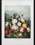 Plakat - Roses from The Temple of Flora (1807) - Admen.dk