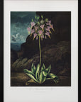 Plakat - The American Cowslip from The Temple of Flora - Admen.dk