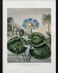Plakat - The Blue Egyptian Water-Lily from The Temple of Flora (1807) - Admen.dk