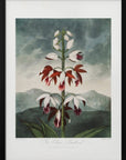 Plakat - The Chinese Limodoron from The Temple of Flora (1807) - Admen.dk