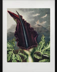 Plakat - The Dragon Arum from The Temple of Flora (1807) - Admen.dk