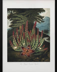 Plakat - The Maggot–Bearing Stapelia from The Temple of Flora (1807) - Admen.dk