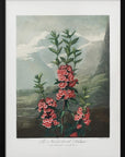 Plakat - The Narrow–Leaved Kalmia from The Temple of Flora (1807) - Admen.dk