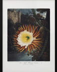 Plakat - The Night–Blowing Cereus from The Temple of Flora (1807) - Admen.dk