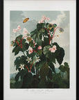 Plakat - The Oblique–Leaved Begonia from The Temple of Flora (1807) - Admen.dk
