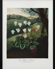 Plakat - The Persian Cyclamen from The Temple of Flora (1807) - Admen.dk