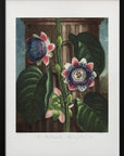 Plakat - The Quadrangular Passion Flower from The Temple of Flora (1807) - Admen.dk