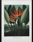 Plakat - The Queen–Plant from The Temple of Flora (1807) - Admen.dk