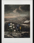 Plakat - The Snowdrops from The Temple of Flora (1807) - Admen.dk