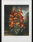 Plakat - The Superb Lily from The Temple of Flora (1807) - Admen.dk