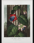 Plakat - The Winged Passion-Flower from The Temple of Flora (1807) - Admen.dk
