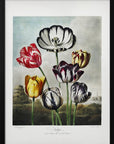 Plakat - Tulips from The Temple of Flora (1807) - Admen.dk