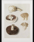 Plakat - Common Meadow Mushroom, Agaricus Campestris Standing - Admen.dk