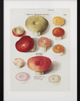 Plakat - Boleten, Boletales Standing - Admen.dk