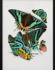 Plakat - Butterflies 3 - Admen.dk