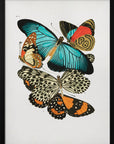 Plakat - Butterflies 1 - Admen.dk