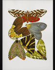 Plakat - Butterflies 6 - Admen.dk
