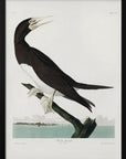 Plakat - Booby Gannet From Birds of America (1827) - Admen.dk