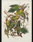 Plakat - Carolina Parrot From Birds of America (1827) - Admen.dk