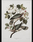 Plakat - Brand Tailed Pigeon From Birds Of America (1827) - Admen.dk