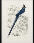 Plakat - Black Throated Magpie Jay - Admen.dk