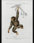 Plakat - Chimpangze