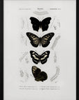 Plakat - Collection of Butterflies 01 - Admen.dk