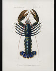 Plakat - Crimson Crawfish - Admen.dk
